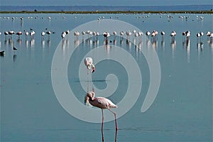 Beautiful soft pink flamingos are looking for food on the lake.