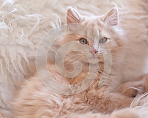 Beautiful soft pink furred kitten on sheepskin