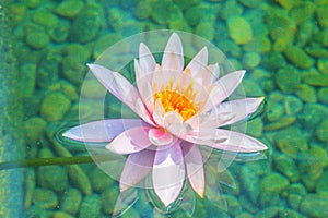 Beautiful soft pink lotus with yellow pollen in swamp pond. Pink water lily flower with copy space for text. Background of the pin