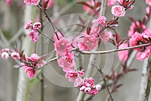 beautiful soft Pink plum flower bloomimg on the tree branch. Small fresh buds and many petals layer romantic flora in botany