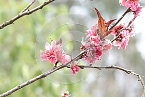 beautiful soft Pink plum flower bloomimg on the tree branch. Small fresh buds and many petals layer romantic flora in botany