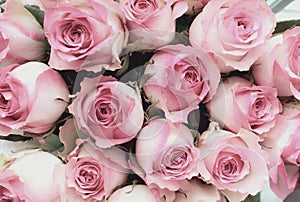 Beautiful Soft Pink Rose Background