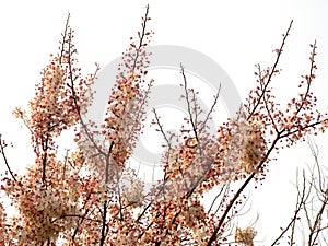Beautiful soft pink spring blossom flowers on tree branch isolated on white background
