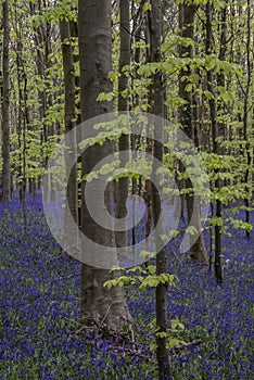 Beautiful soft spring light in bluebell forest in English countryside during calm mornng