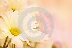 A beautiful soft white and yellow daisy with a pink blurred background.