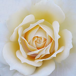 Beautiful soft Yellow rose