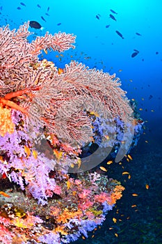 Beautiful softcoral