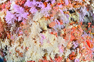 Beautiful softcoral