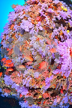 Beautiful softcoral