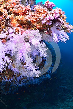 Beautiful softcoral