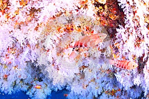 Beautiful softcoral