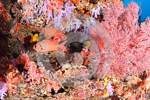 Beautiful softcoral