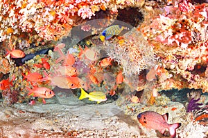 Beautiful softcoral and Soldierfishes