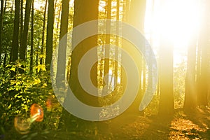 Beautiful solar beams in a quiet wood