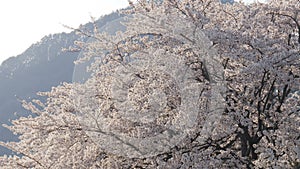 Beautiful someiyoshino sakura tree in spring time