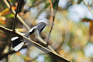 beautiful song bird a male oriental magpie robin (copsychus saularis) perching on a branch