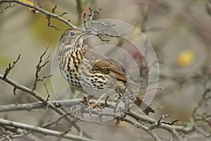 A beautiful Song Thrush Turdus philomelos perched on a branch in a tree.