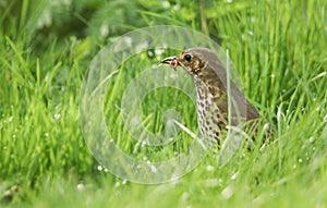 A beautiful Song Thrush Turdus philomelos standing in the long grass with a worm in its beak.
