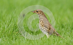 A beautiful Song Thrush Turdus philomelos standing in the long grass with a worm in its beak which it has just captured.