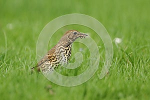 A beautiful Song Thrush Turdus philomelos standing in the long grass with a worm in its beak which it has just captured.