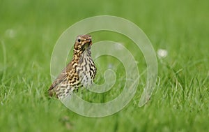 A beautiful Song Thrush Turdus philomelos standing in the long grass with a worm in its beak which it has just captured.