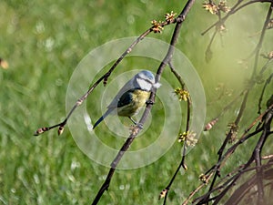 Beautiful songbird Eurasian Blue Tit Cyanistes caeruleus or Parus caeruleus sitting on a branch in sunlight and holding white