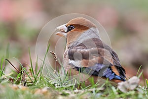 Beautiful songbird, Hawfinch Coccothraustes coccothraustes