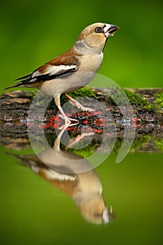 Beautiful songbird, Hawfinch, Coccothraustes coccothraustes, brown songbird sitting in the water, nice lichen tree branch, bird in