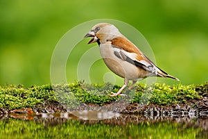 Beautiful songbird, Hawfinch, in water mirror, brown songbird sitting in the water, nice lichen tree branch, bird in the nature