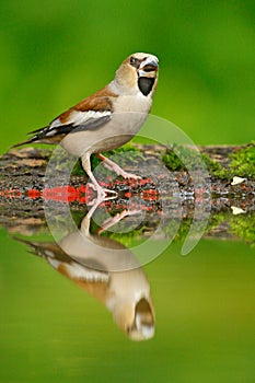 Beautiful songbird, Hawfinch, in water mirror, brown songbird sitting in the water, nice lichen tree branch, bird in the nature ha