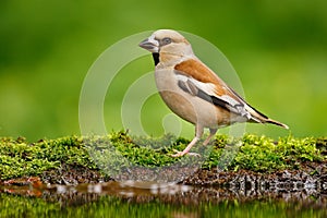 Beautiful songbird, Hawfinch, in water mirror, brown songbird sitting in the water, nice lichen tree branch, bird in the nature ha