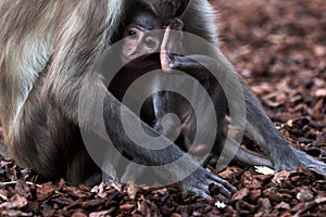 A beautiful sooty mangabey calf scratching her head while being breastfed by her mother