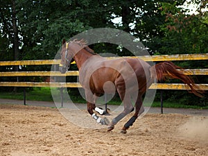 Beautiful sorrel horse gallops in corral