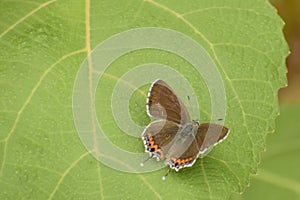 Beautiful sorrel sapphire butterfly sitting on fig leaf