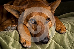 Beautiful soulful red orange dog rests on couch photo