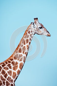 South African giraffe Savuti, Botswana safari