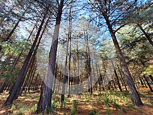 A Beautiful South African Pine Tree Forest