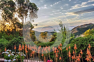 Beautiful southern California landscape with flowers, mountains.