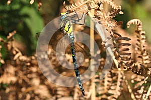 A beautiful Southern Hawker Dragonfly Aeshna cyanea perching on bracken in a woodland clearing.