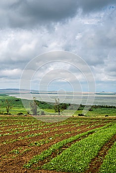 Beautiful southern landscape with field and clouds