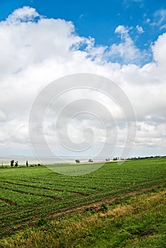 Beautiful southern landscape with field and clouds