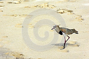 Beautiful Southern Lapwing walking on the beach