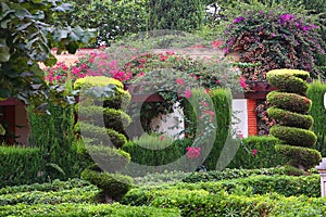 beautiful southern park with red flowers and spiral cut bush closeup summer photo