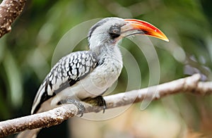 A beautiful Southern Yellow-billed Hornbill