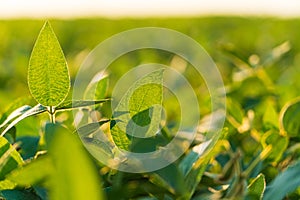 Beautiful soybean plant. Soy leaves. Soy in the field