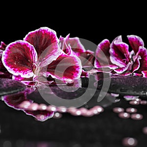 Beautiful spa background of blooming dark purple geranium flower
