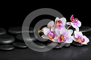 Beautiful spa background of purple orchid phalaenopsis on black