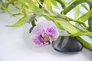 Beautiful spa or body care composition with orchid flower, black massage stones and bamboo stems with drops