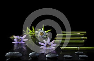 Beautiful spa composition with passiflora, bamboo and stones on black background