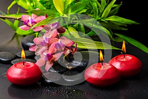 Beautiful spa composition of twig red orchid flower, phalaenopsis